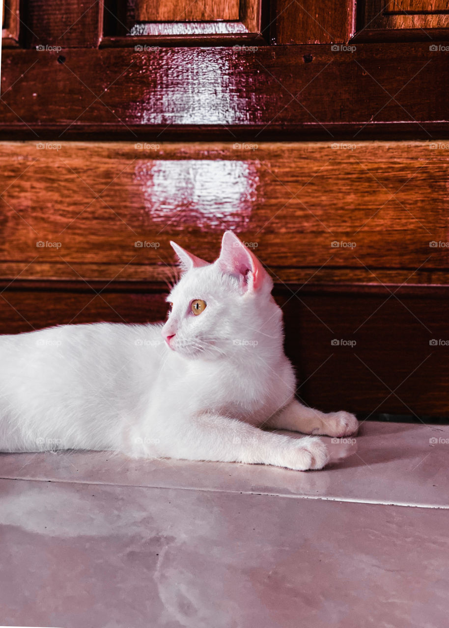 A white domestic cat