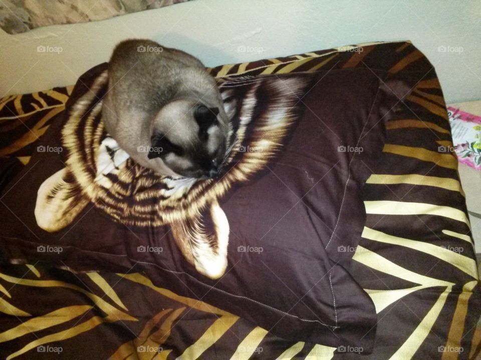 Siamese cat sitting on her tiger pillow