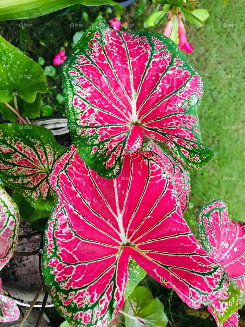 The color and beauty of the color Bon leaves