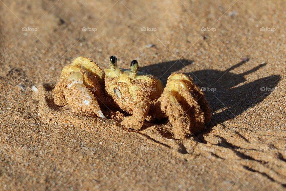 Adorable sandy crab