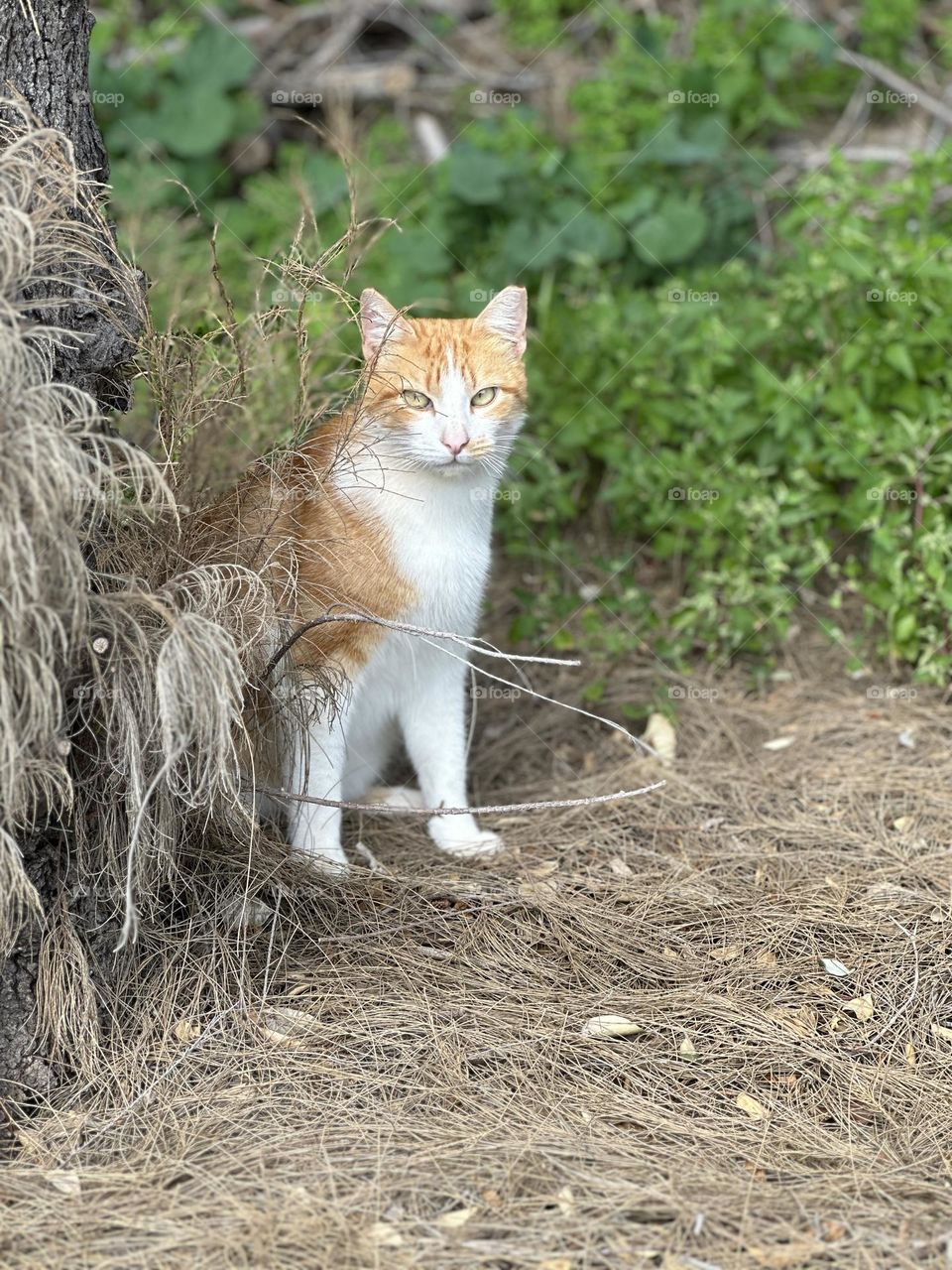 A white and orange short hair cat sitting among green plants staring directly at me