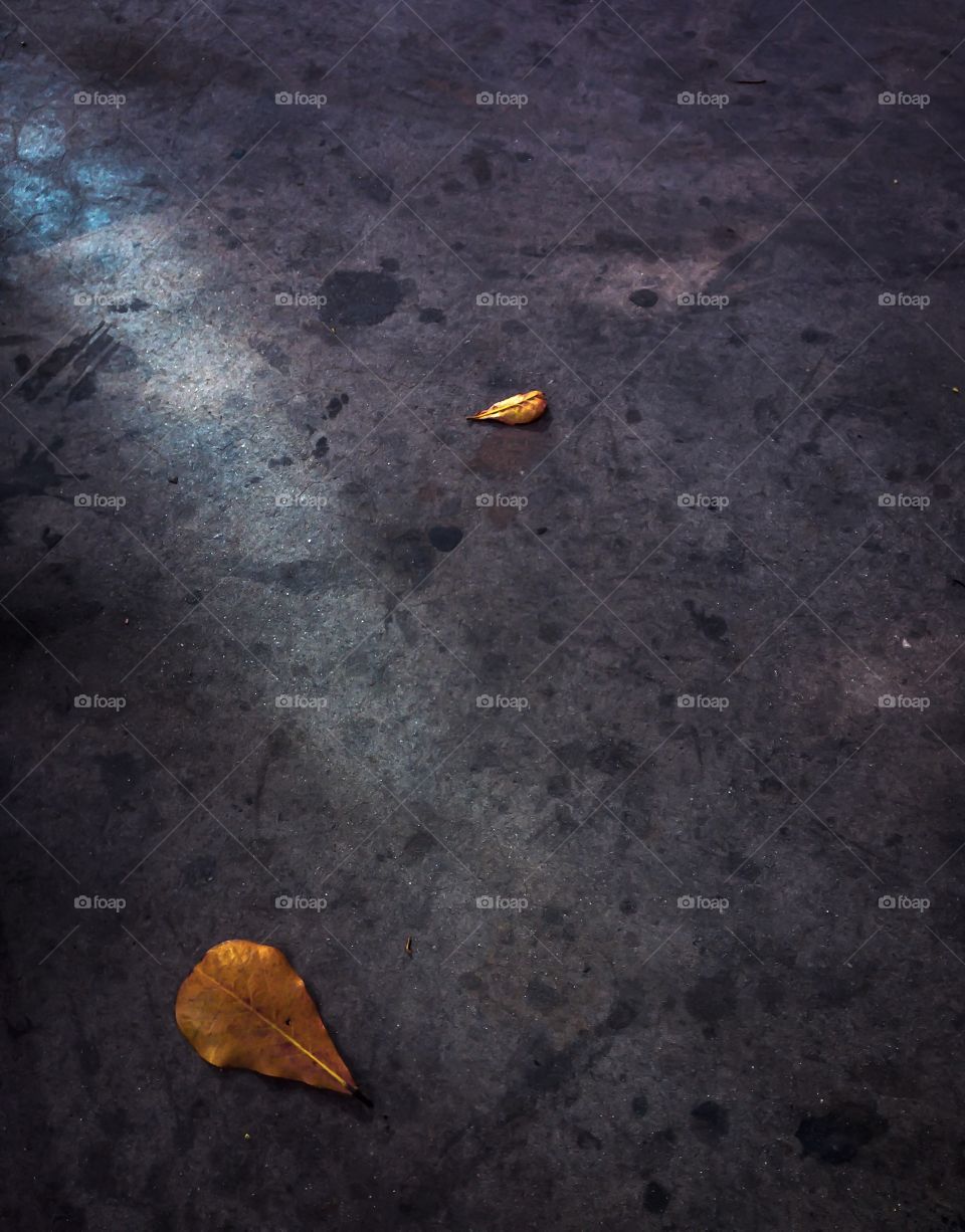 Fallen dry leaf on gray floor