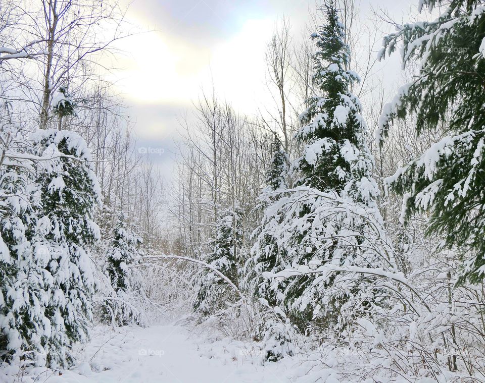 Winter - woods -snow