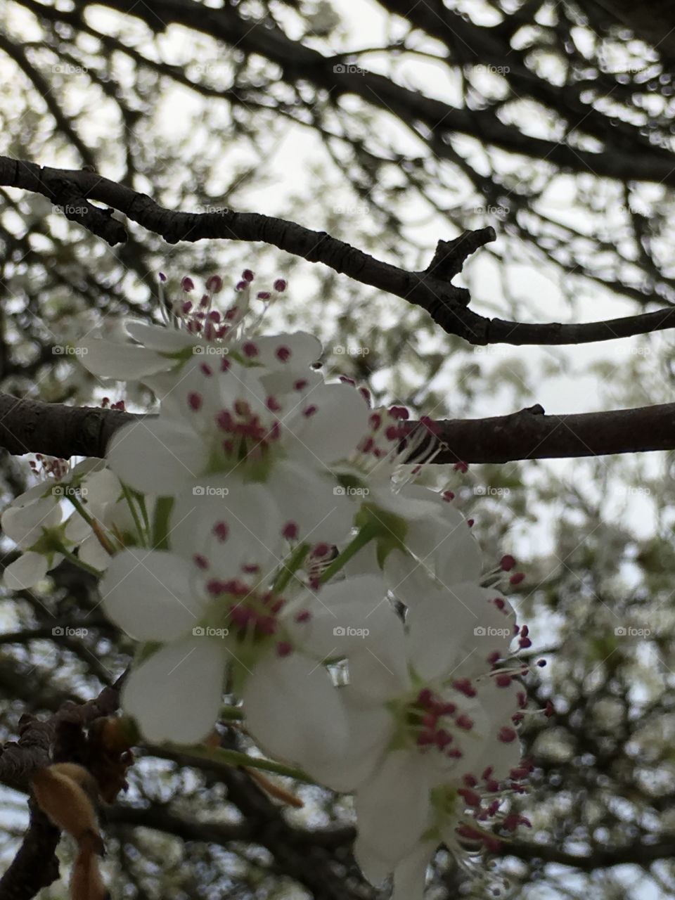 Blossom of tree