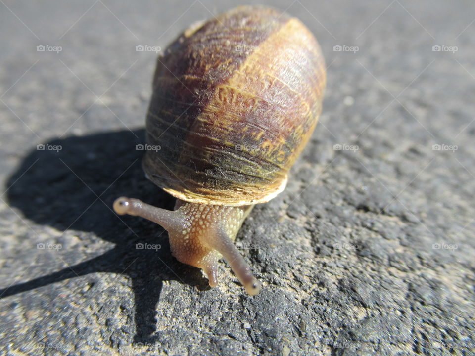 Snail