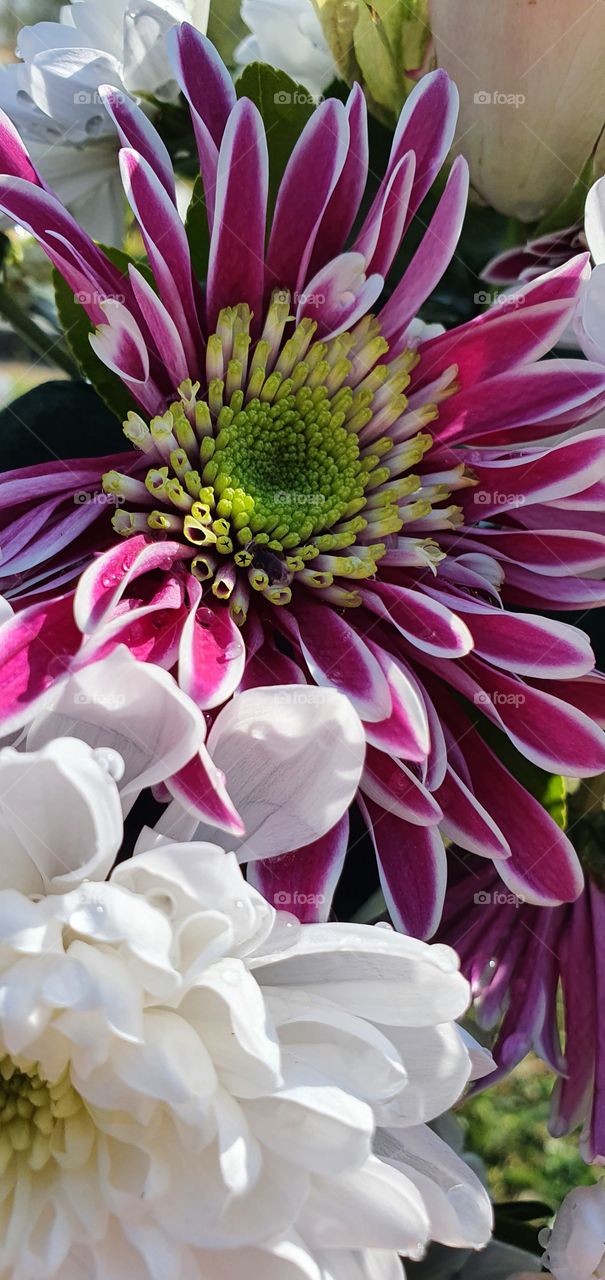 wunderschöne Blüte