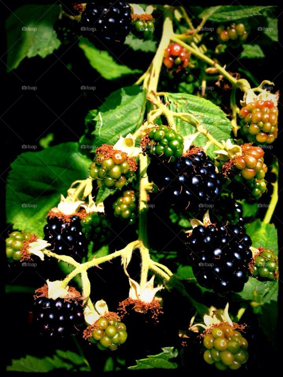 Black Berries in Summer