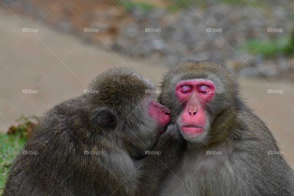 Kissing monkey