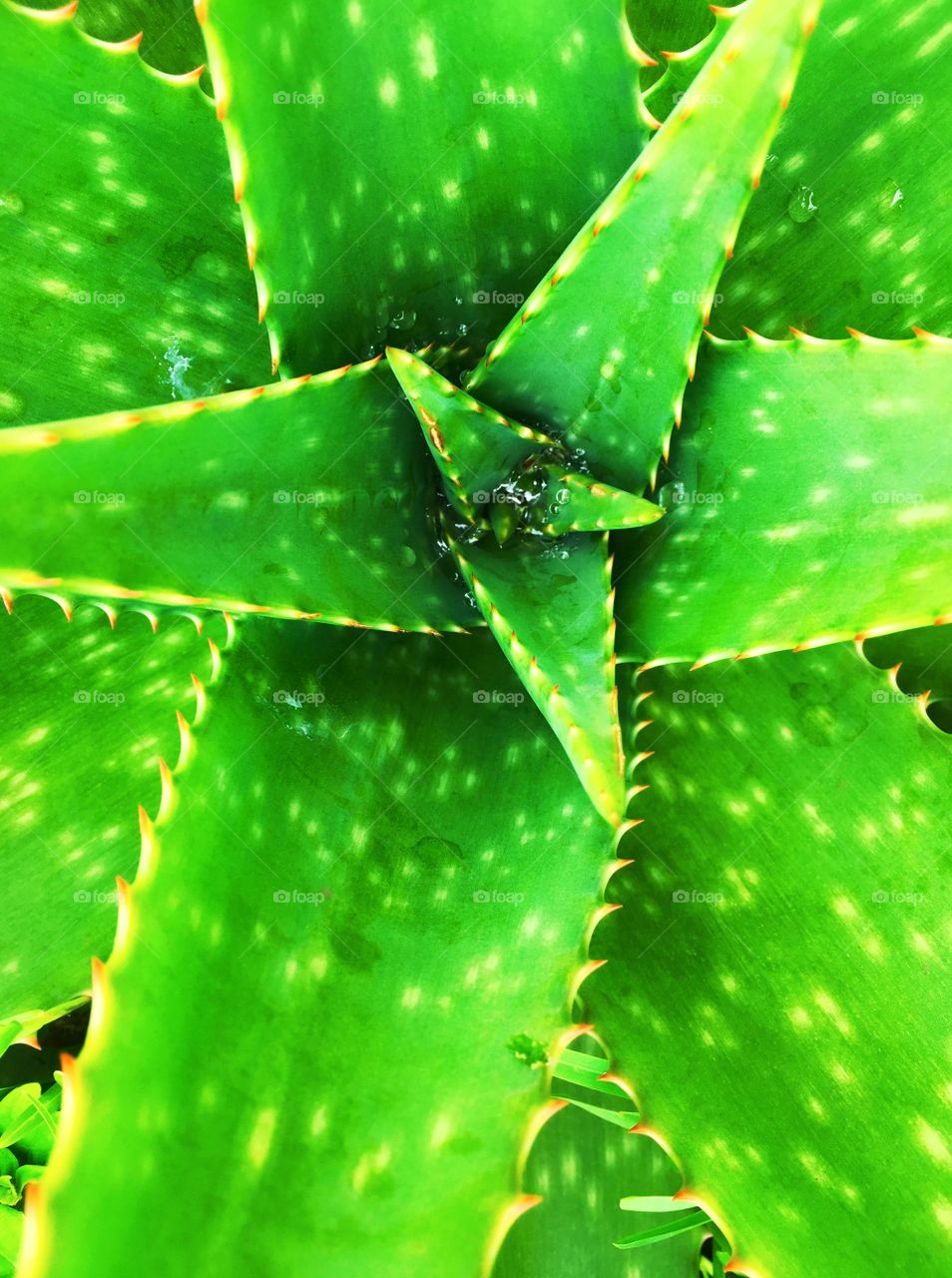 Decorative trees from my garden