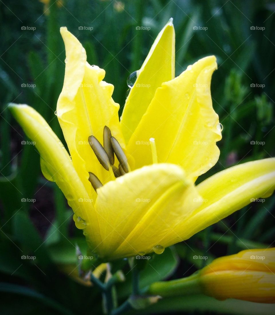 Yellow flower