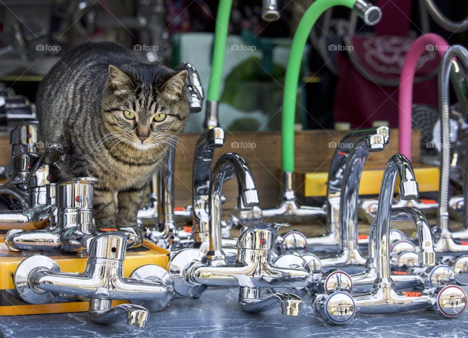 A cat on the stand of sink spout