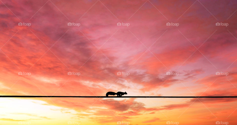 Squirrel running through electricity wire against pink sunset