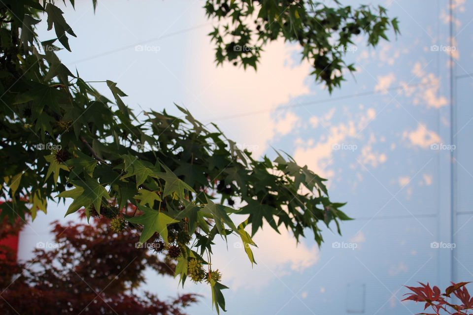 Chestnut branches next to the wall on the building with the reflection of the branches on the wall