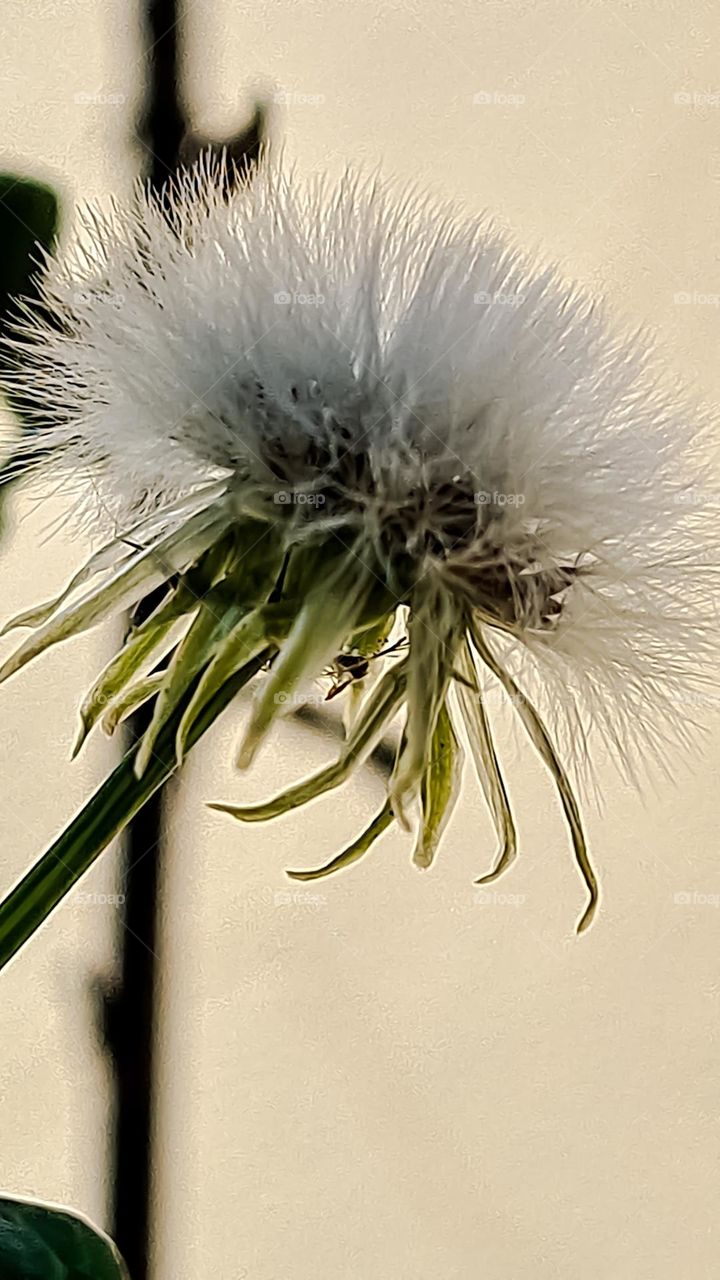 Dandelion