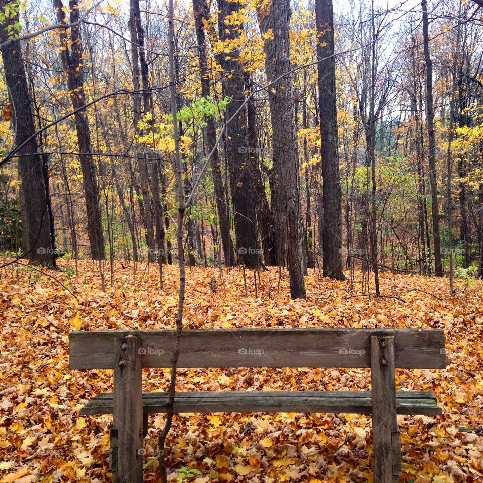 Isolated rustic bench facing a quiet forest during fall