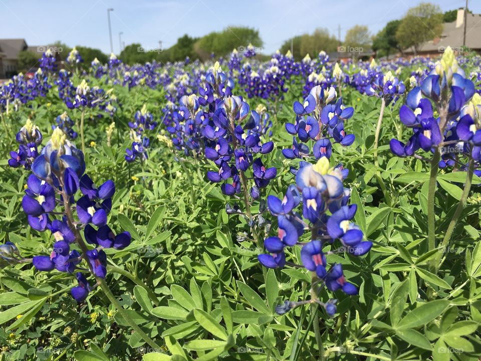 Bluebonnets