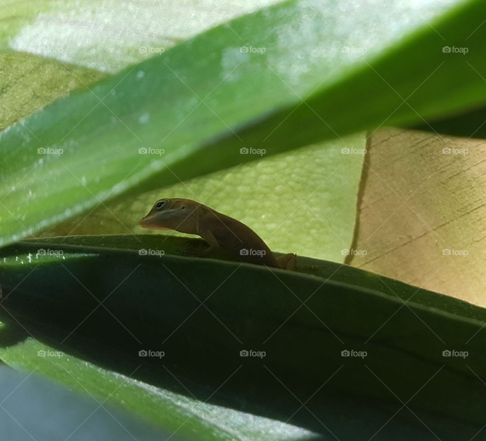 lizard on leaf