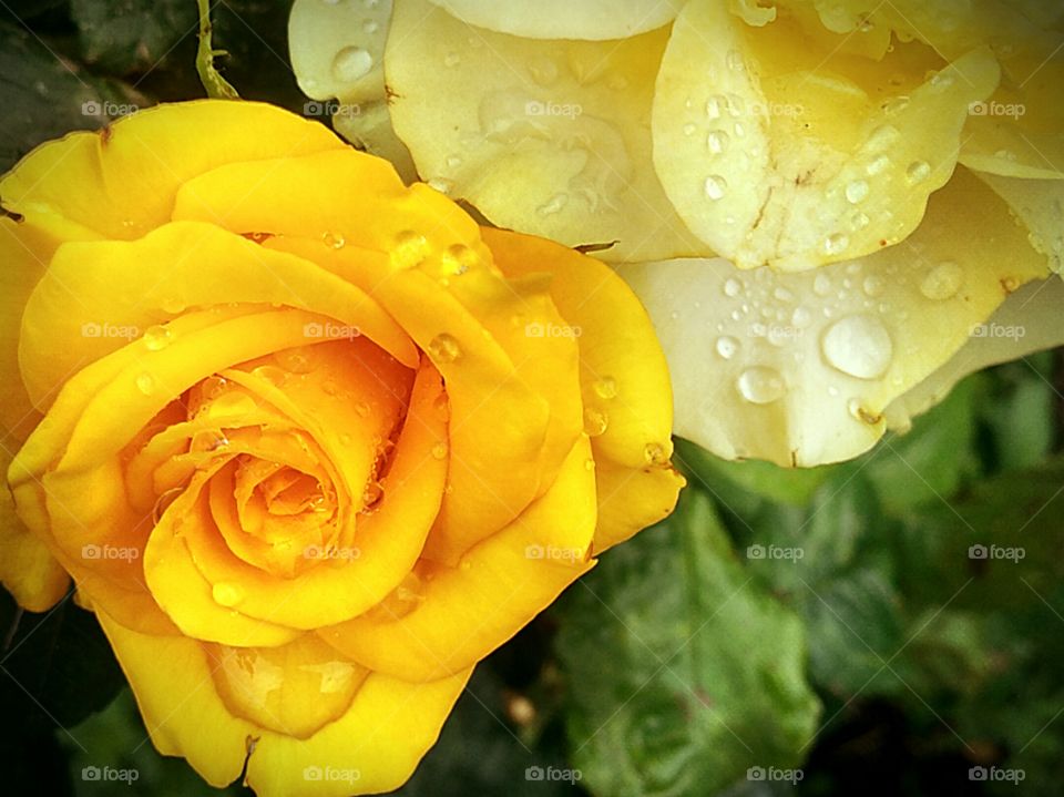 yellow rose