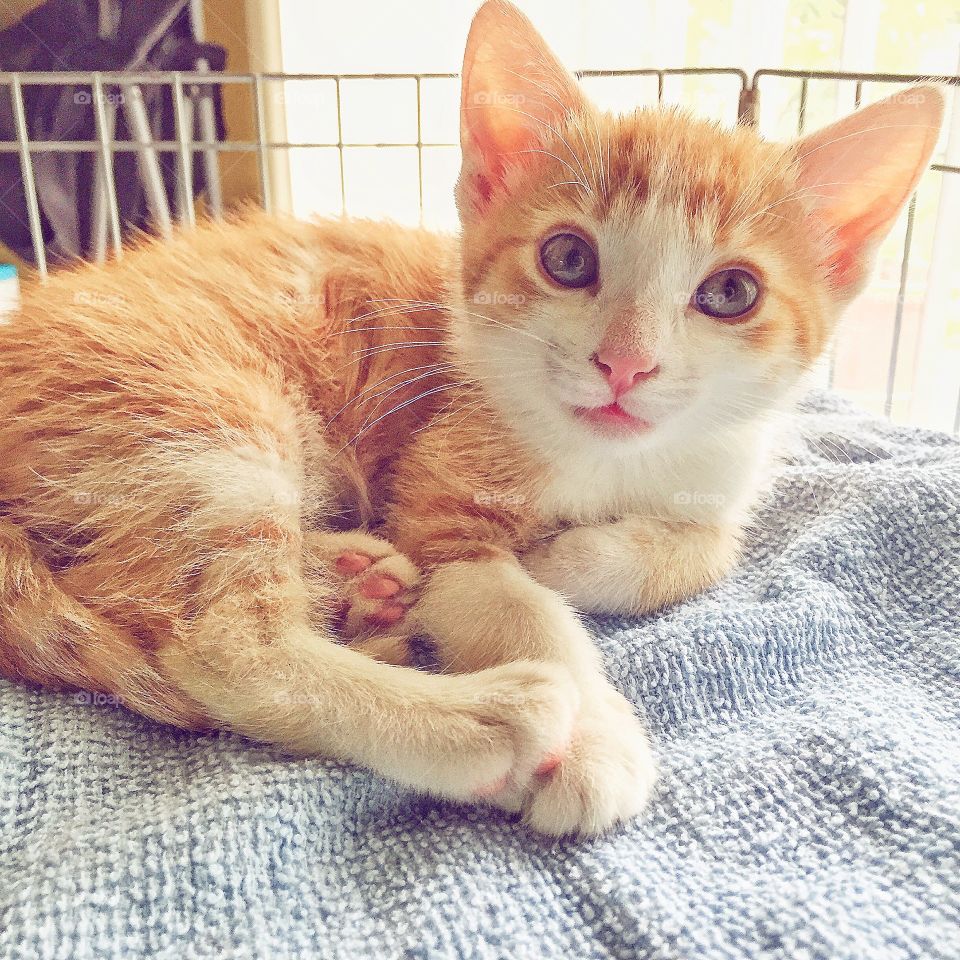 Cooper looking adorable 