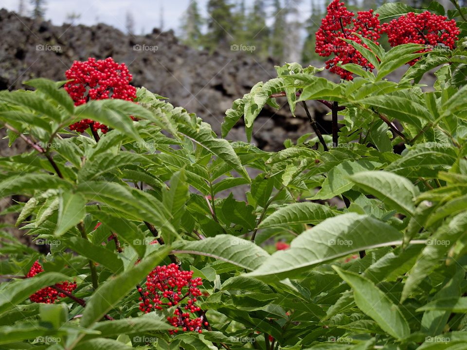 Bright red Elderberries bursting from green leaves in the hardened lava fields high in Oregon’s Cascade Mountains on a summer day.