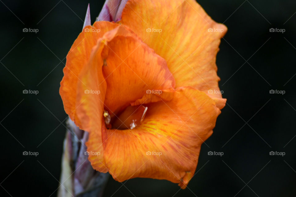 Orange flower head