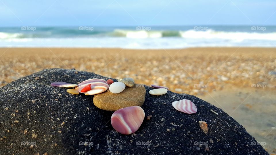 Shells at the ocean.