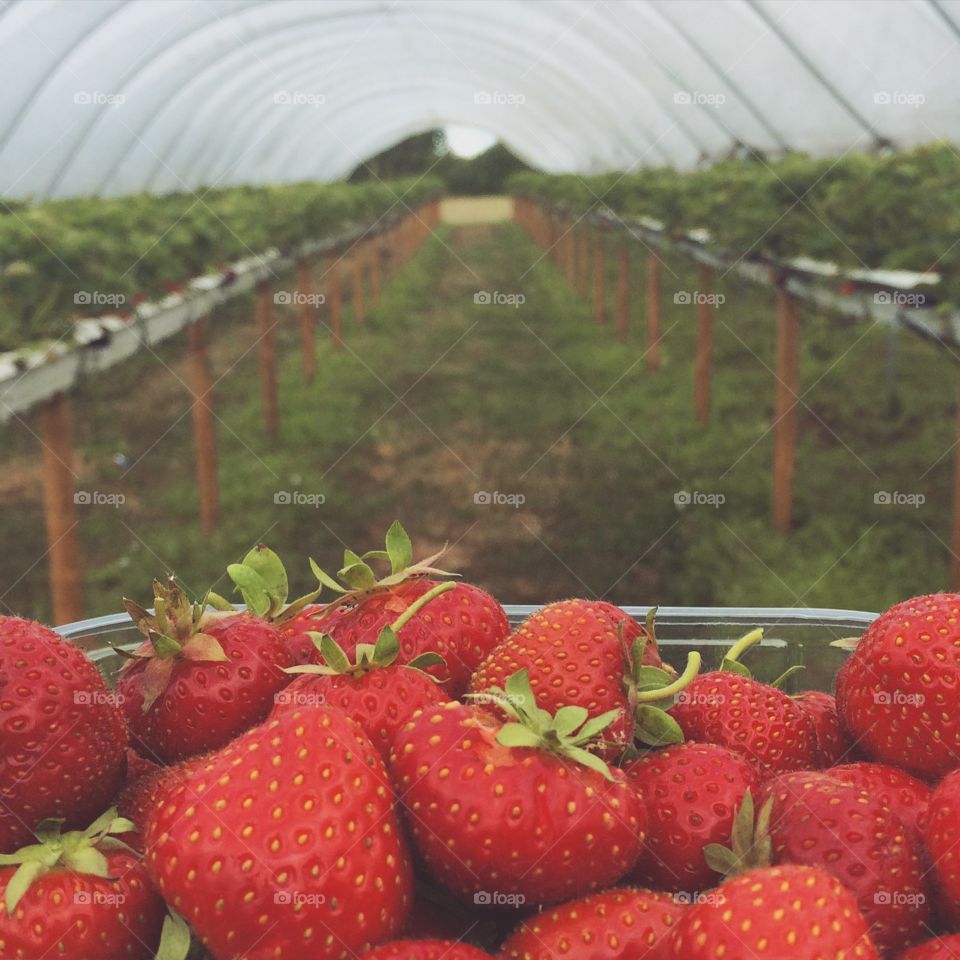 Strawberry picking 🍓