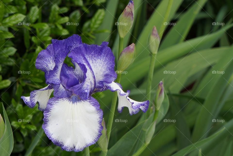 Purple flower with buds