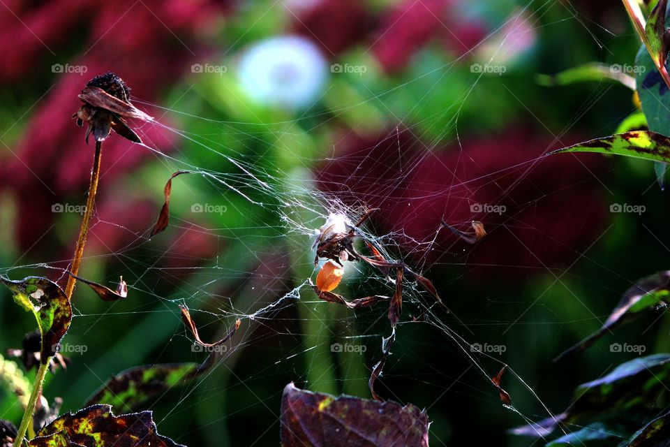 #spider web