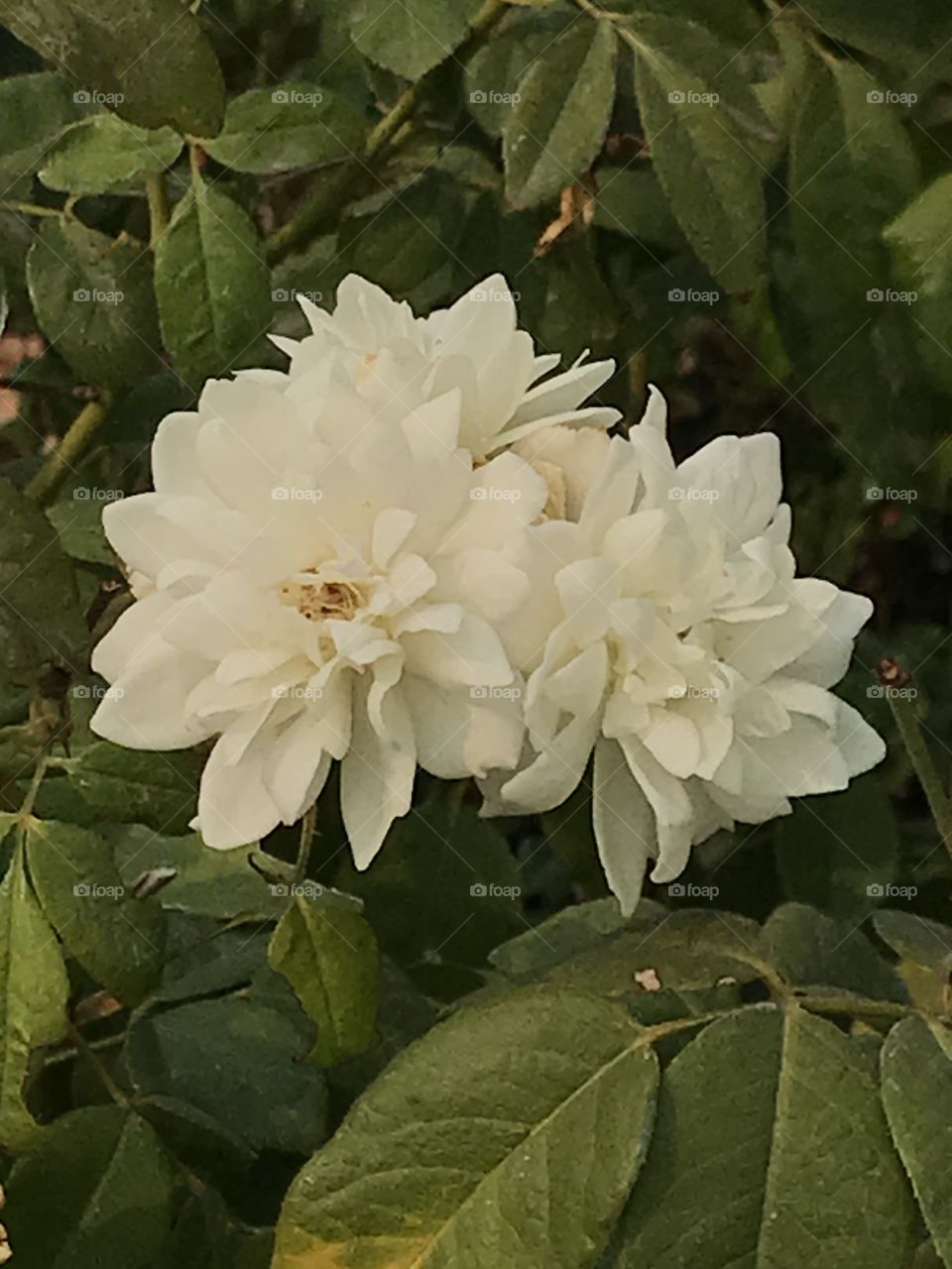 White flowers. A beautiful sight for sore eyes they truly are.