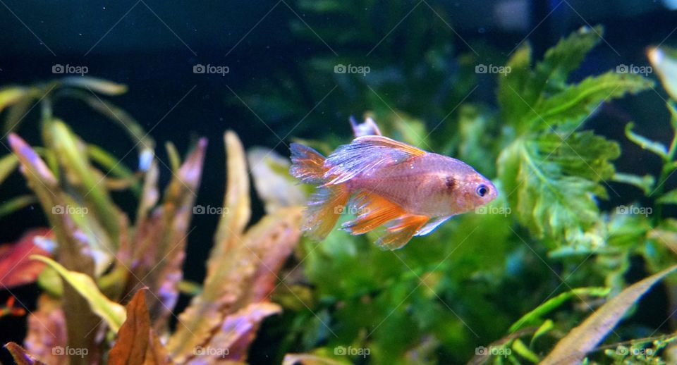 Serpae tetra long tale fish
