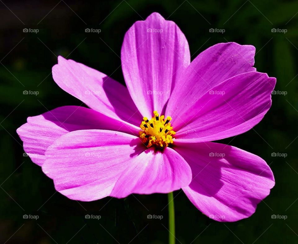 Early spring we planted a tiny seed, which turned into this beautiful flower. 