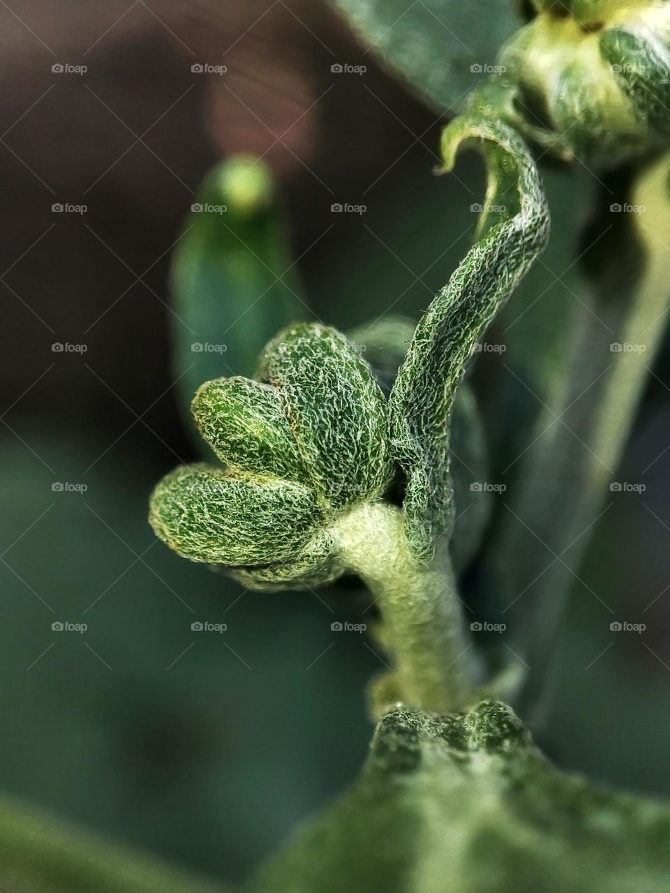 Macro photo of a flower growing in the garden