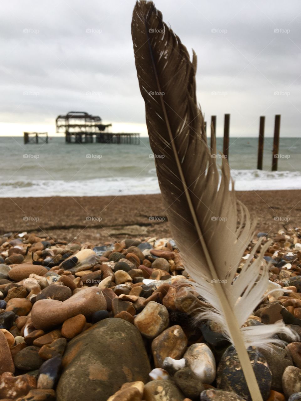 Feather on  the beach
