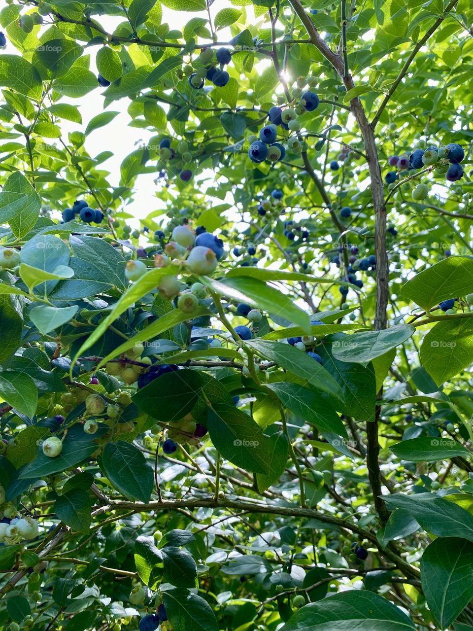 This image shows a cluster of blueberries at various stages of ripeness on the bush. The berries range from green (unripe) to pink (partially ripe) to dark blue (ripe). The leaves are a healthy green, indicating a well-maintained plant.