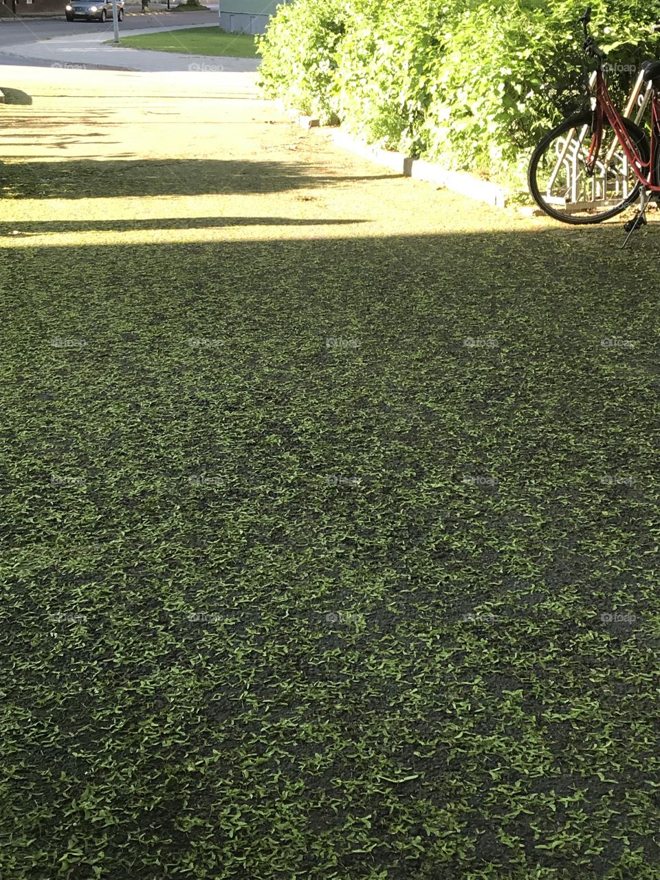 Pollen walkway