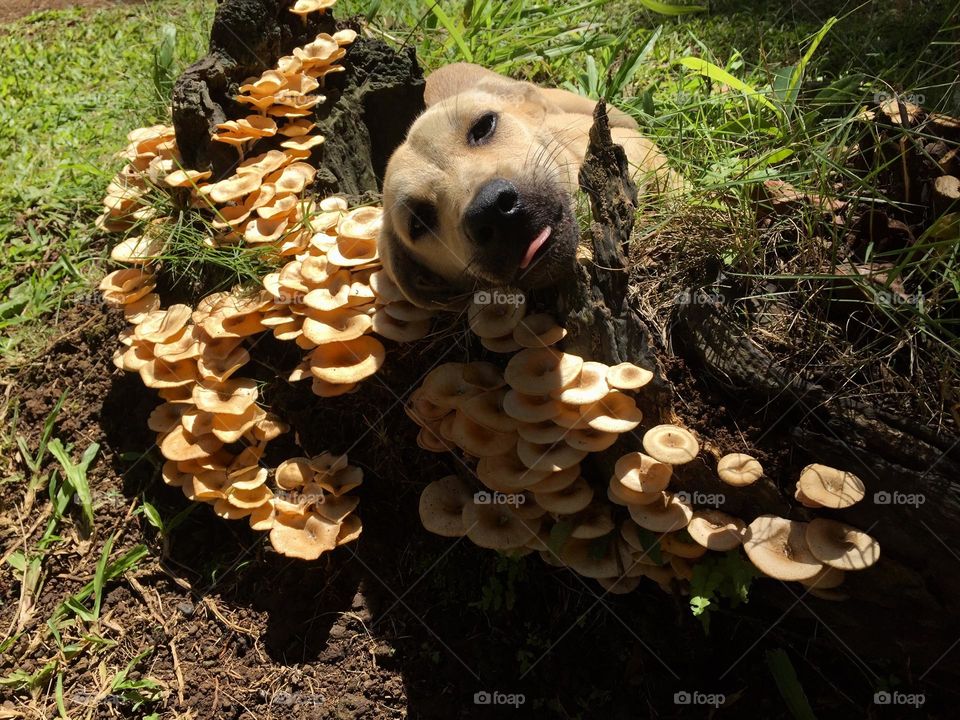 Mushrooms and the feeling fungus dog 