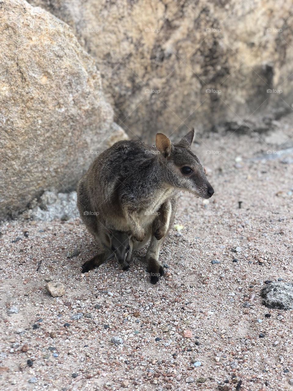 Kangaroos/Wallabies. Australia