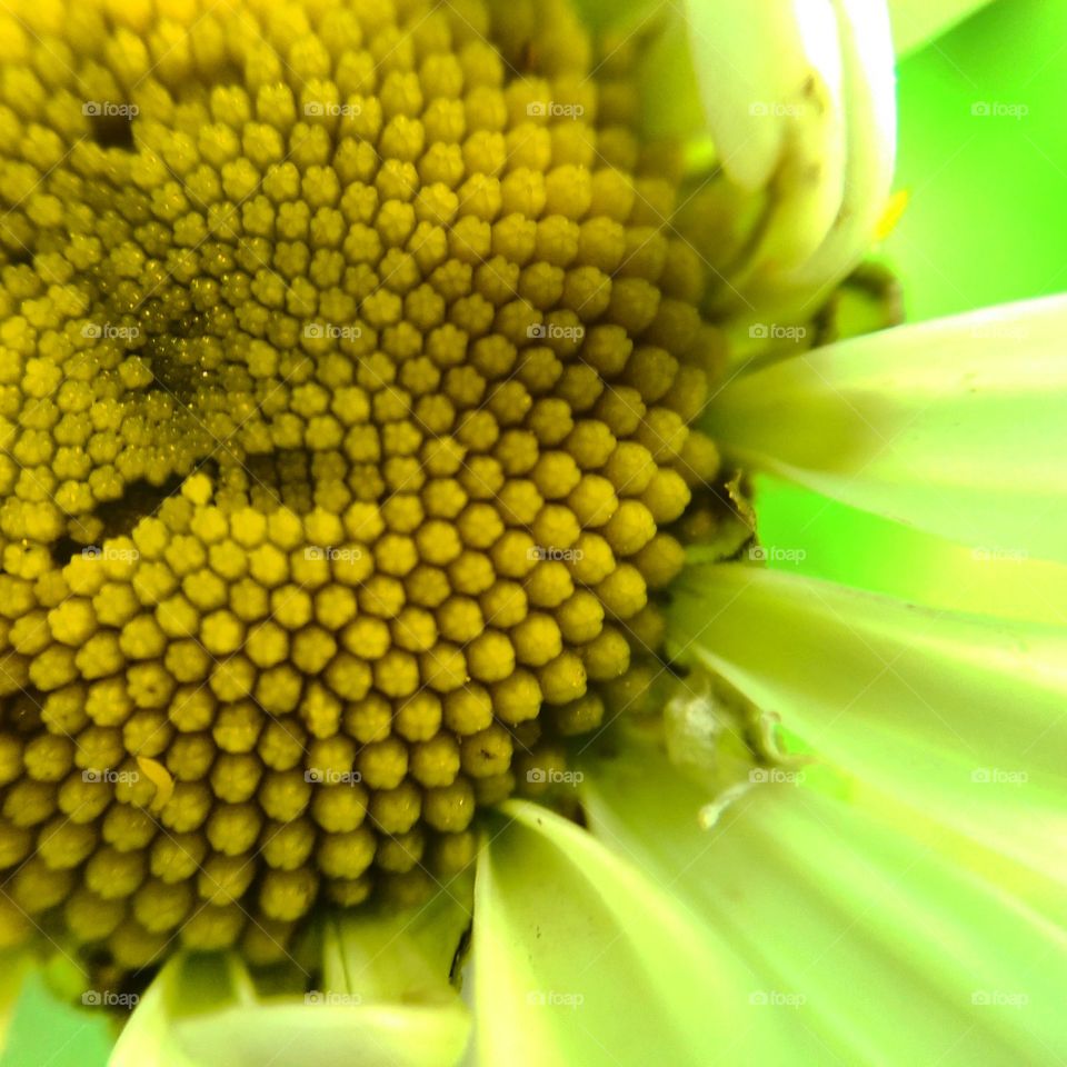 Yellow. macro of a flower