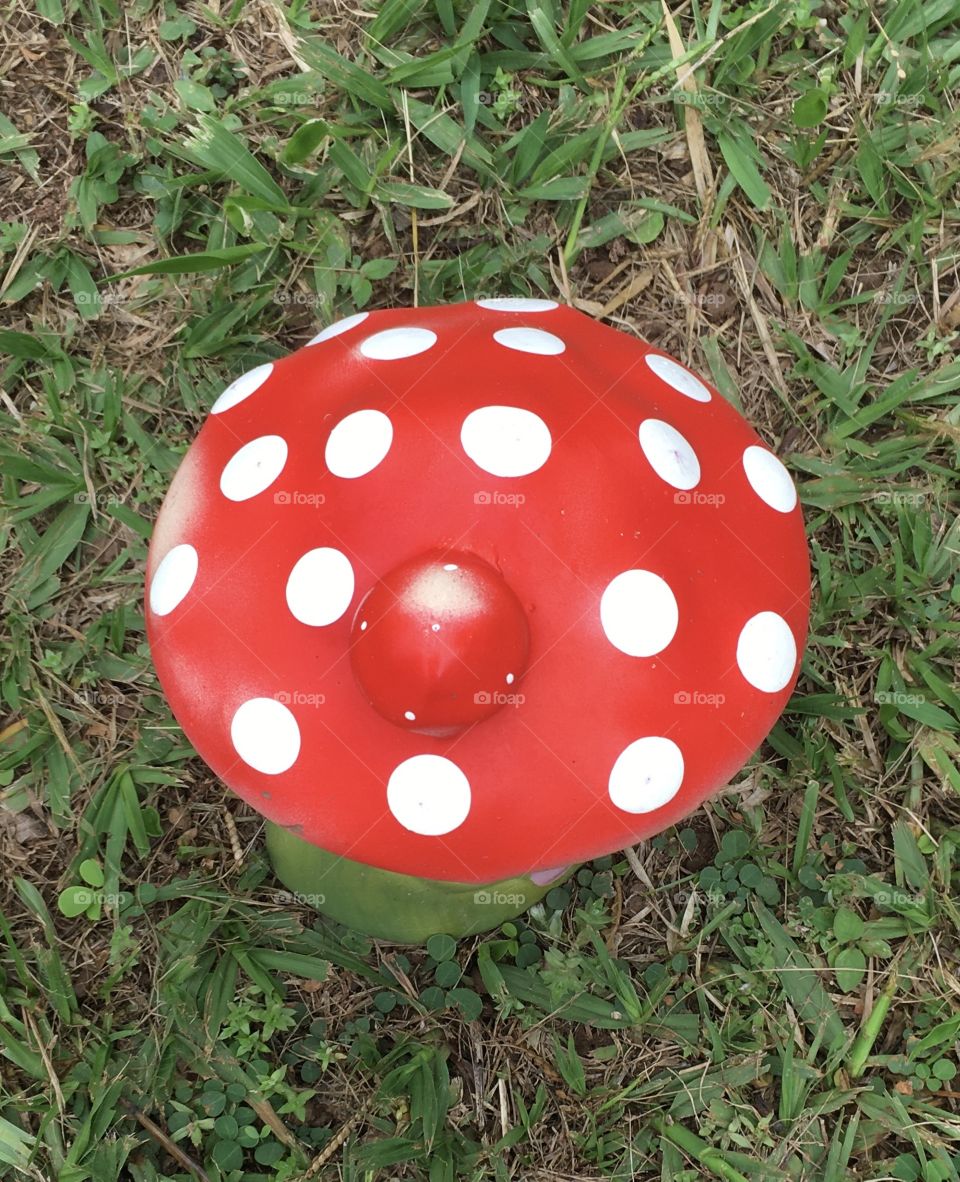 🇺🇸‪ Pause to relax in the garden! What about this colorful mushroom? / 🇧🇷 Pausa para espairecer no jardim!‬ E esse cogumelo tão colorido?
‪📸‬
‪#FOTOGRAFIAéNOSSOhobby‬