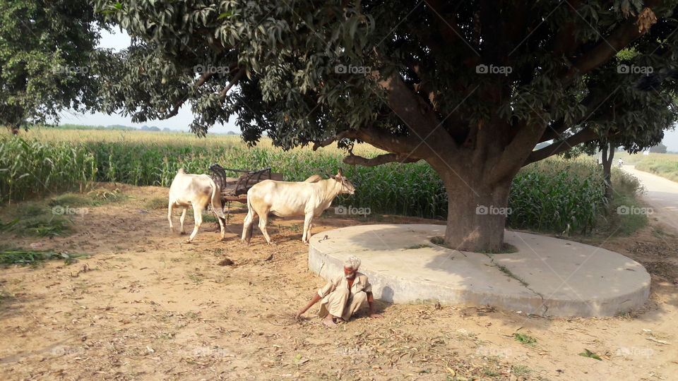 A farmer and his best mates, helping him  in his daily work.