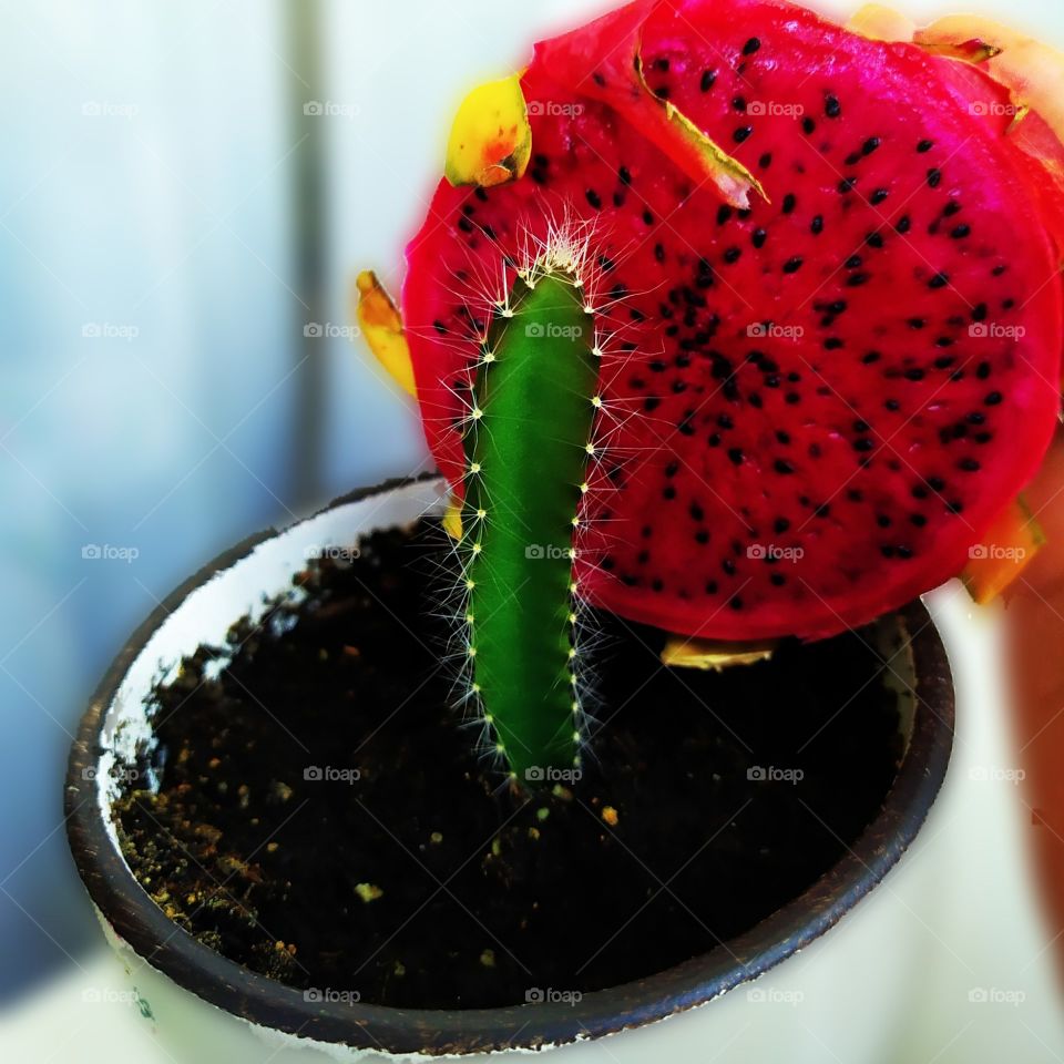 I'm waiting for fruit