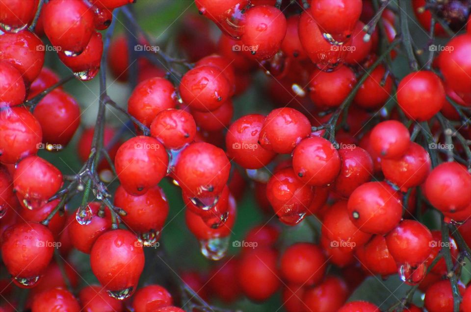 Fall berries