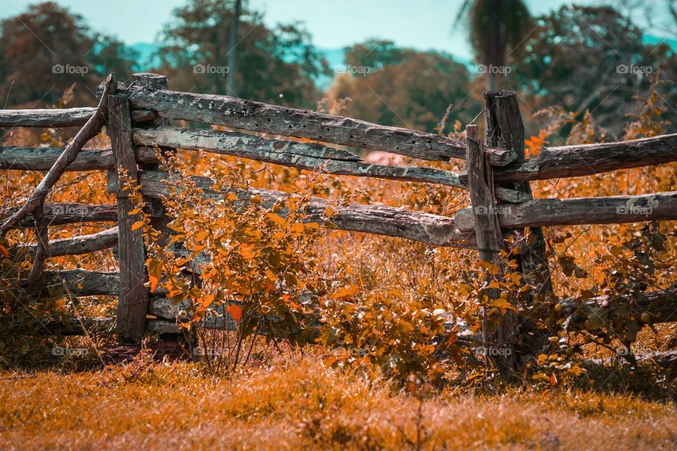 Wooden fence and dry grass