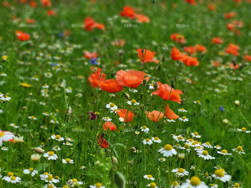 Field of flowers in the Netherlands.The bees love it❤️