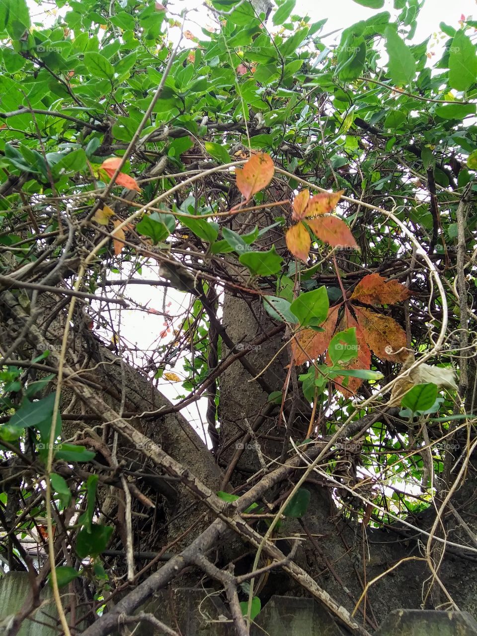 red leaves on a vine