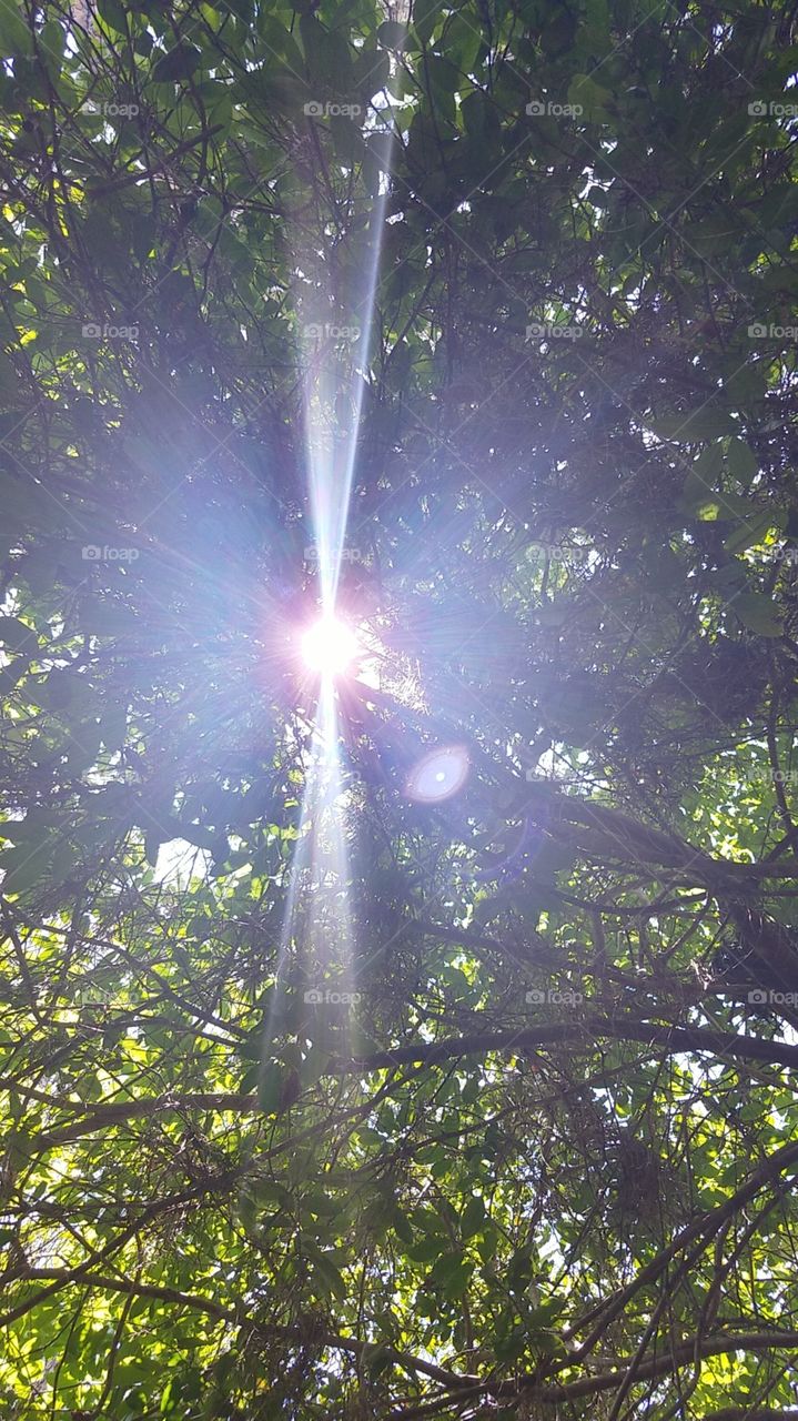 sun shine through tree tops