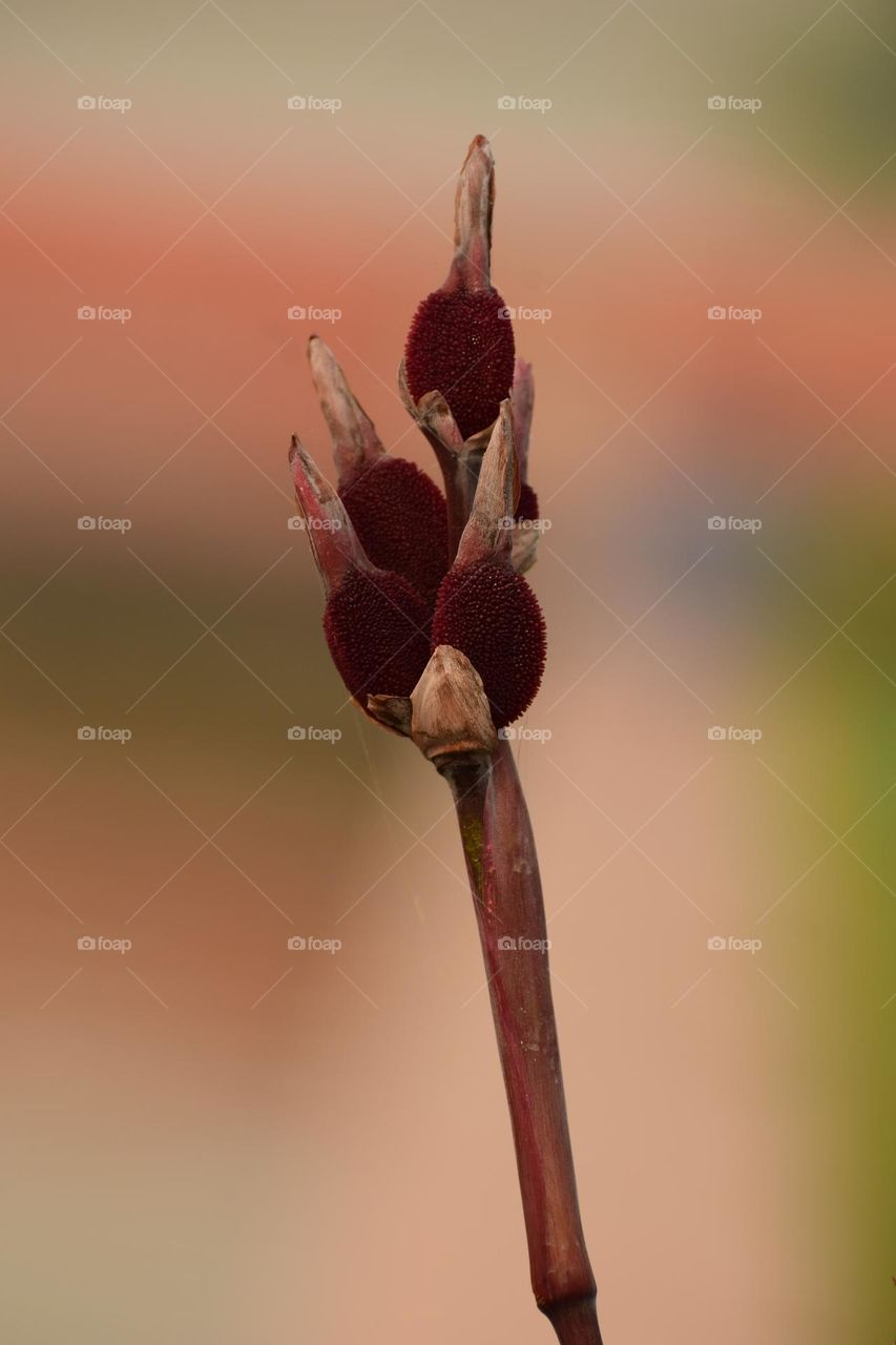 Dried Canna lily flowers look exotic