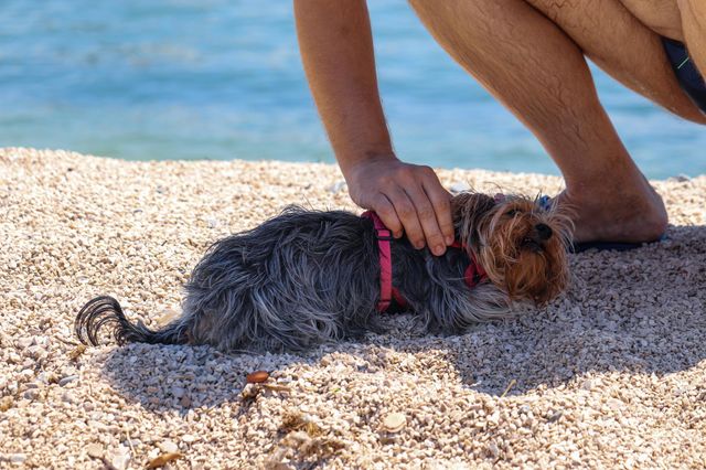 Puppy at the beach