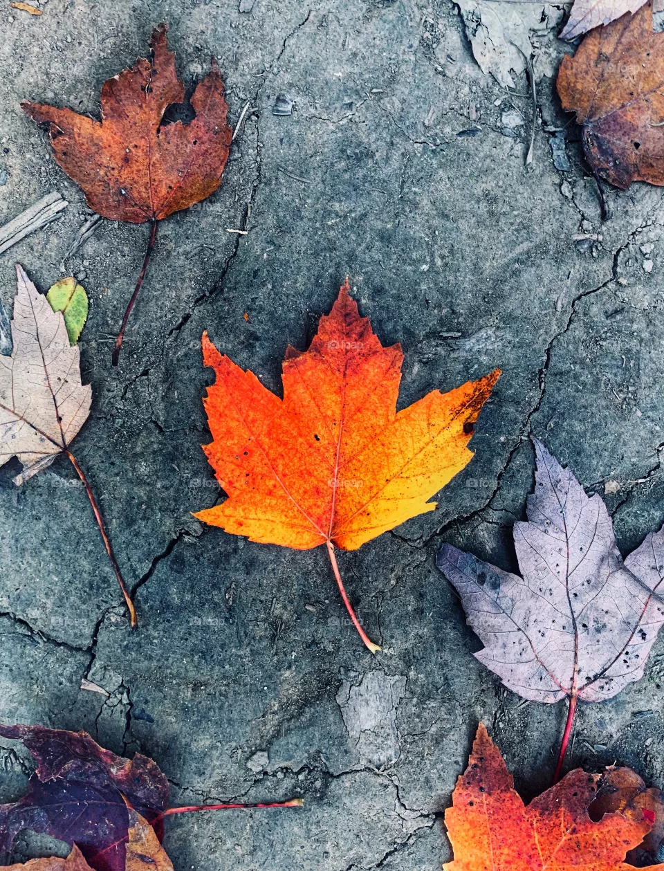 Fall vibes 
